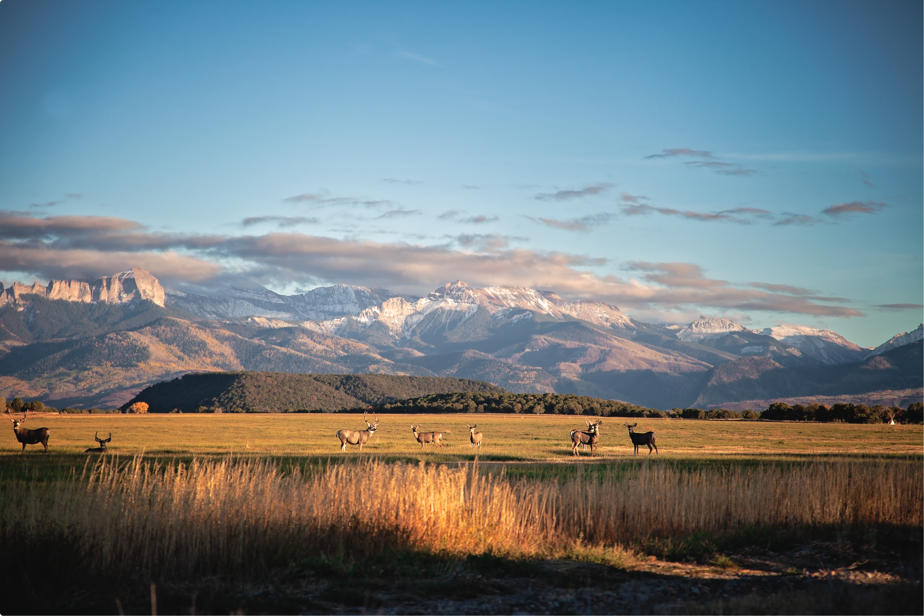 Mule deer in the setting sunlight, Ridgway, CO